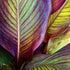 Tropical Banana Palm Leaf 3